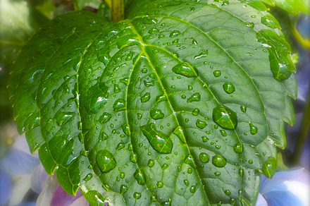 Dew on Hydrangea Leaf Nature Photo