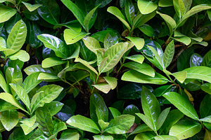 Close view of vibrant green leaves in natural setting, a Nature Photo by OSORIOartist
