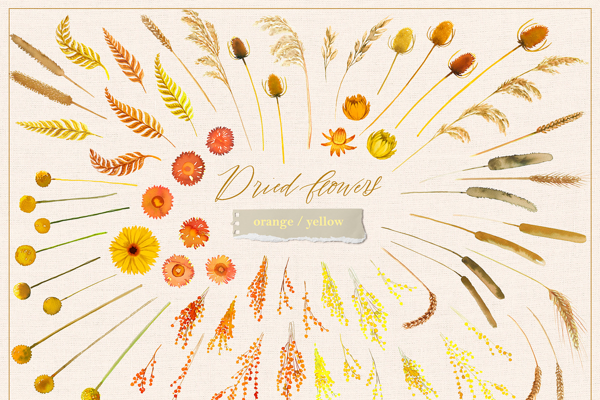 Dried flowers & wreaths, watercolor, an Illustration by Lore_V (Photo 5 of 11)