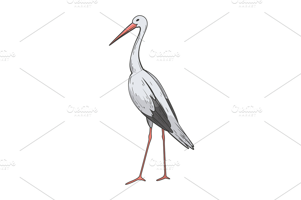 Crane bird in realistic style, an Animal Illustration by Things for designers
