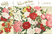 MASSIVE Vintage Fruit and Flowers, an Object Graphic by Eclectic Anthology (Thumbnail 2 of 12)