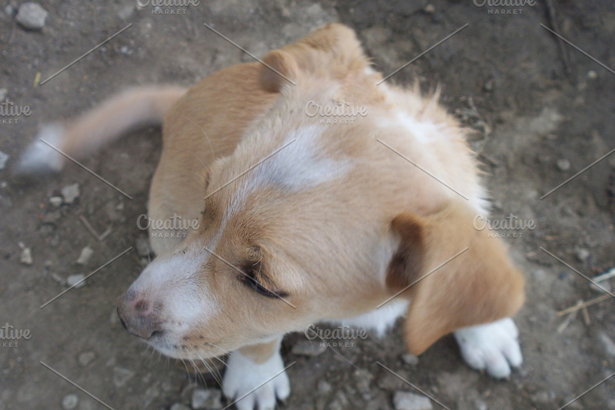 Dog stock photograph, an Animal Photo by Renovatio (Photo 1 of 2)
