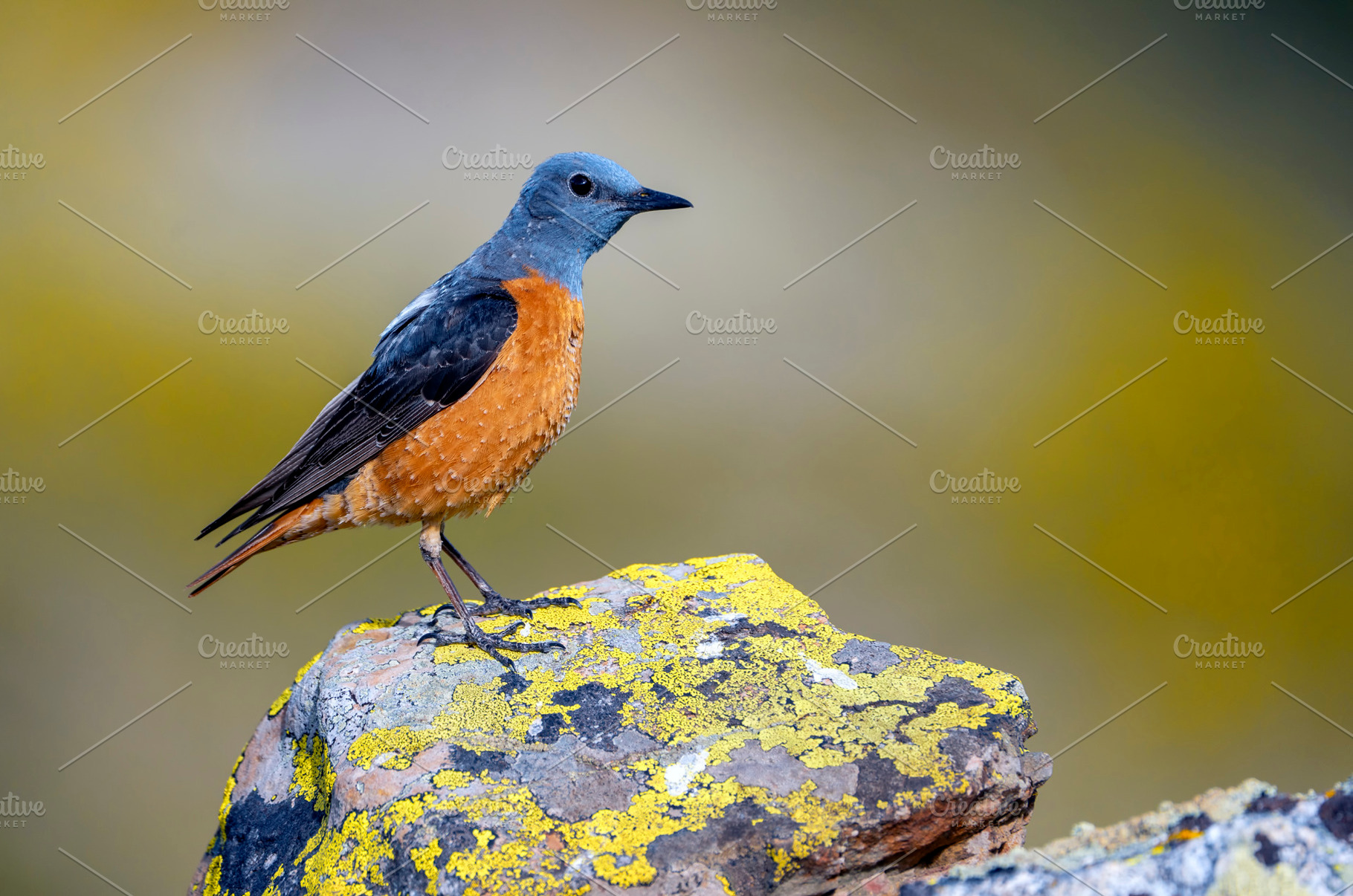 Male common rock thrush perched on a rock., an Animal Photo by CreativePhotoSpain