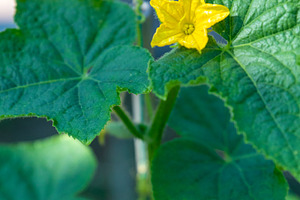 Cucumber Plant with Yellow Flower, a Nature Photo by Ales Munt