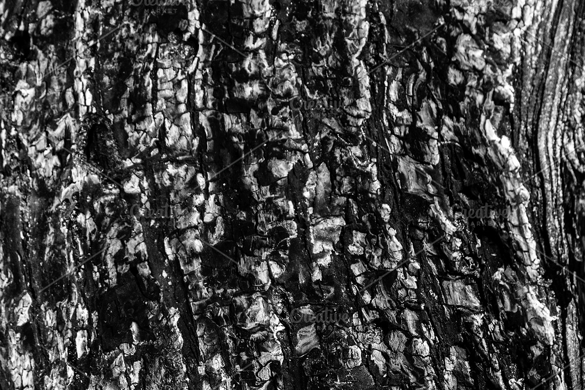 A close-up image of a texture tree, a Background Photo by Schreibikus (Photo 9 of 10)