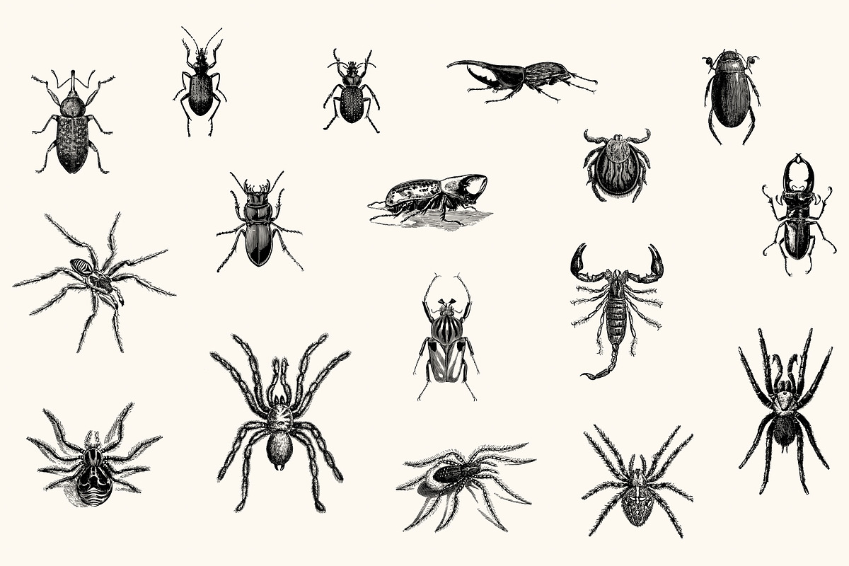 Insects - Vintage Illustrations, an Illustration by Graphic Goods (Photo 9 of 10)