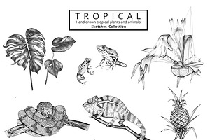 Tropical Plants & Animals Set