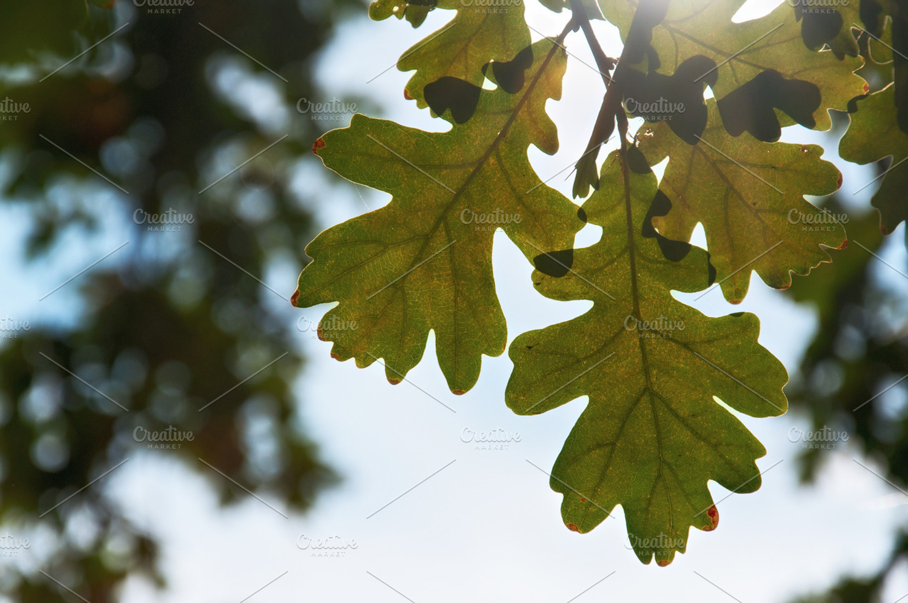 Bright Oak Leaves