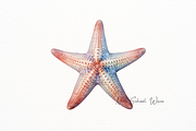 Realistic Starfish and Shell Clipart, an Animal Illustration by New-School-Wave (Thumbnail 4 of 5)