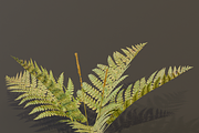 The Cinnamon Fern Bush, a Plants & Tree 3D Model by FuturePastCreatives (Thumbnail 10 of 13)