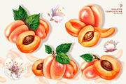 Apricot Fruits & Flowers, watercolor, a Food Illustration by EL_SUHOVA (Thumbnail 5 of 17)