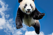 116 Flying animals, an Animal Photo by Handmadefont (Thumbnail 85 of 119)
