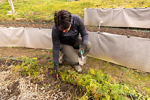 Woman harvesting organic carrots, a Photo by Grafvision photography