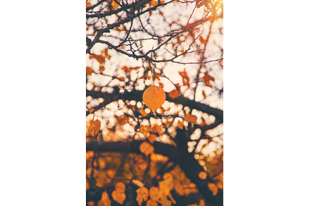 Autumn trees leaves against the sky, a Nature Photo by yanadjana