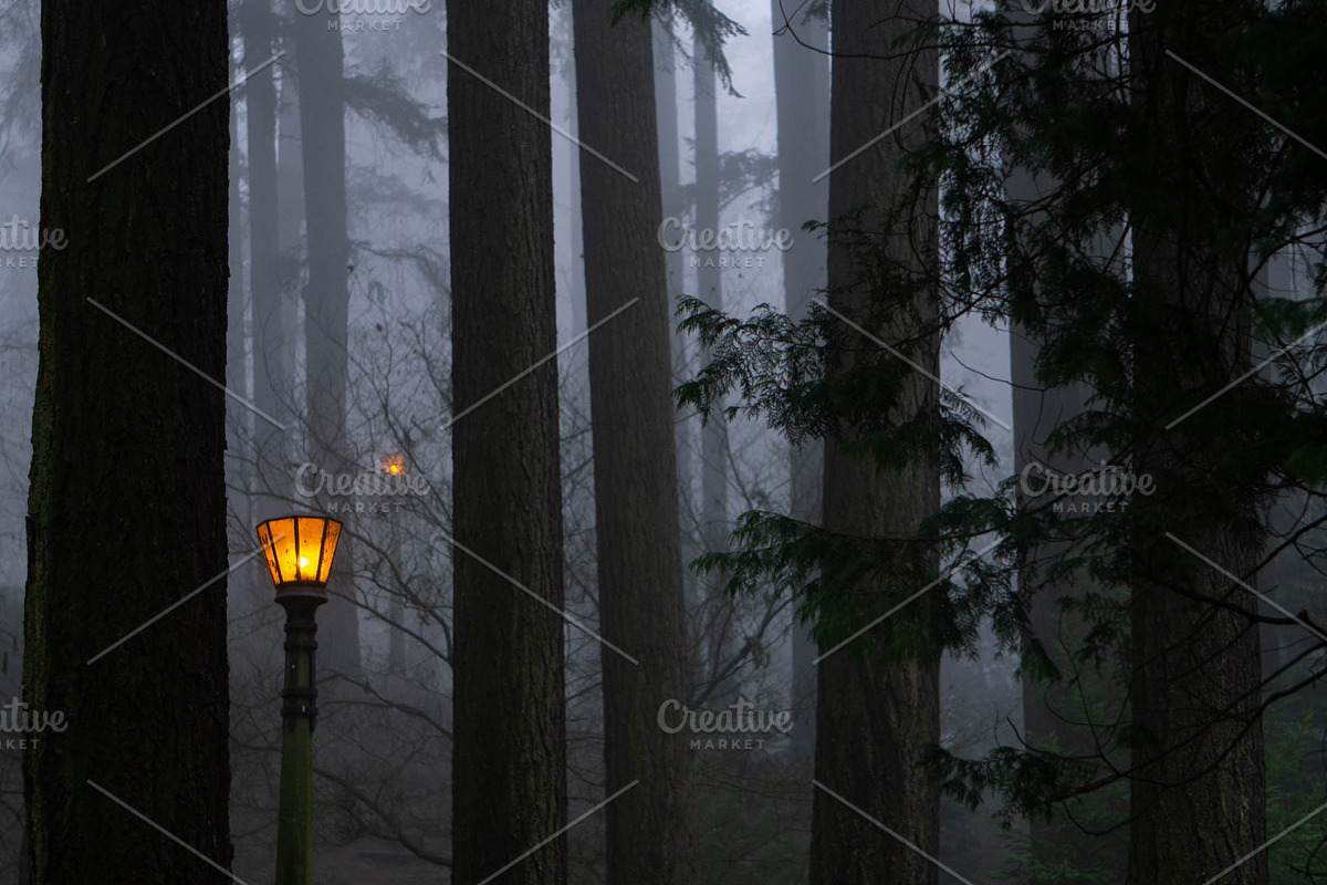 October Forest Walk, a Nature Photo by Wellness Stock Market (Photo 1 of 2)