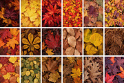 Fall Leaves Background Bundle, a Background Photo by Selenique Studio (Thumbnail 6 of 7)