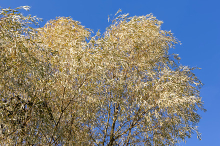 willow tree in the autumn season with foliage changing color, a Photo by MyPhotos