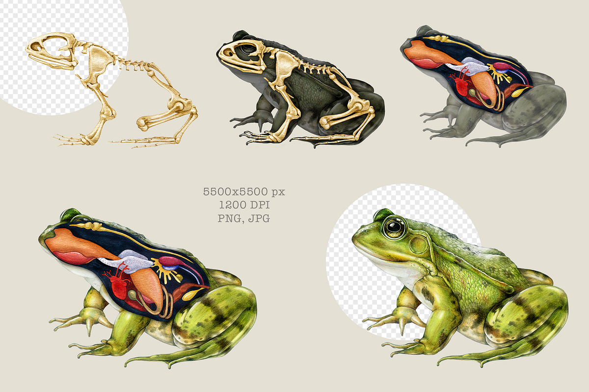 Animal Anatomy Study Pack, an Education Illustration by AnitaPol (Photo 3 of 20)