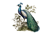 Watercolor Peacock Sublimation, an Object Graphic by Regulrcrative (Thumbnail 5 of 7)