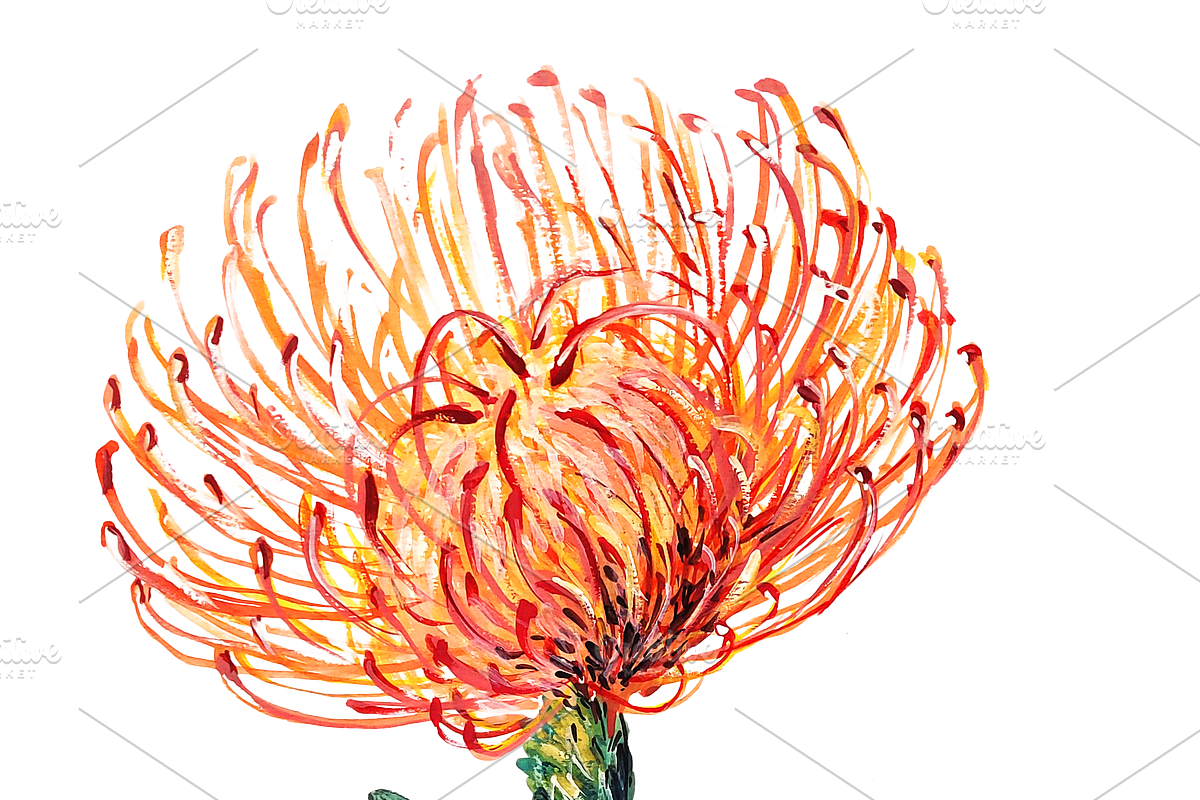 Watercolor Pincushion Flower, a Decorative Illustration by Karliefie (Photo 4 of 4)