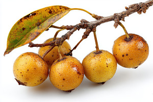 Ripe Golden Pears on Branch Autumn H, a Photo by Pixeness Studio