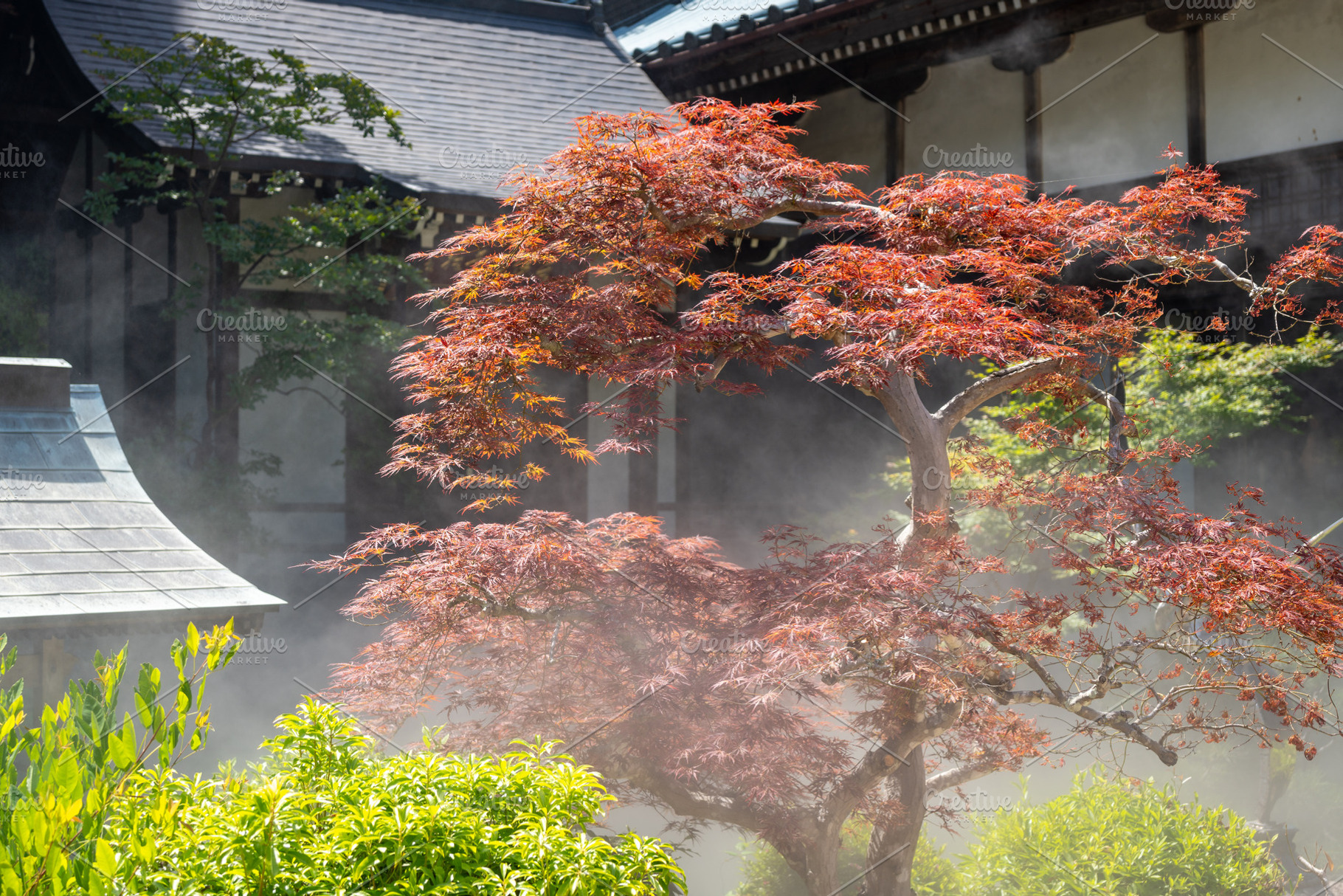 Japanese maple in Daisho-in Temple garden on Miyajima Island, an Architecture Photo by GoodGoods