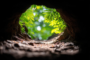 View from tunnel to green foliage, a Nature Photo by AlyaAnd