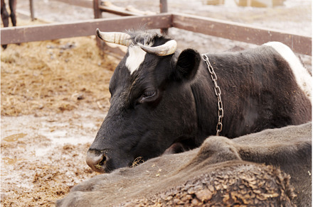 Cows resting peacefully in a rural, an Animal Photo by darksoul72