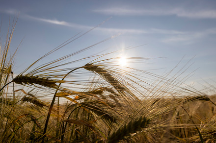 not ripe rye ears with long tendrils in the field in the summer during sunset