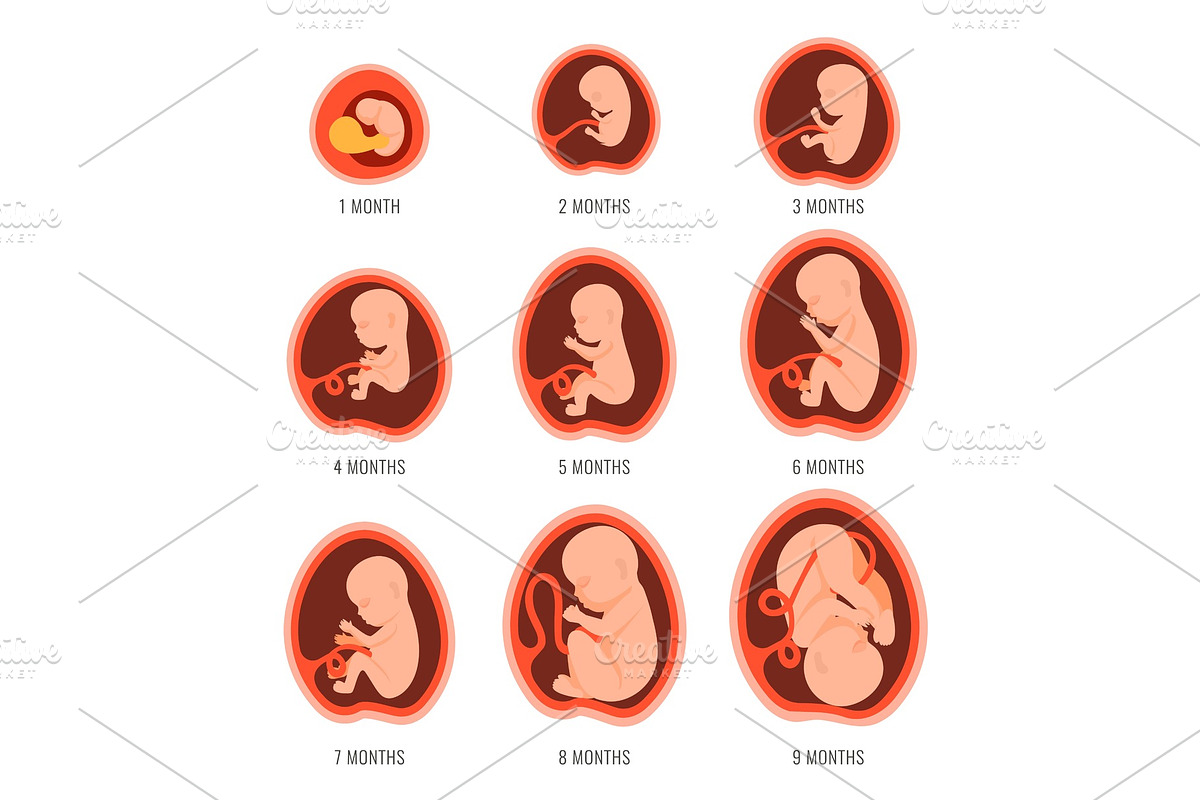 Pregnancy fetal foetus development, a Healthcare Illustration by Shanvood art