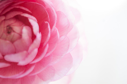 Ranunculus Against Slate preview 4