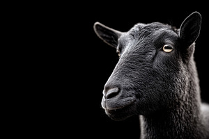 Portrait of a black goat, an Animal Photo by MistyDay