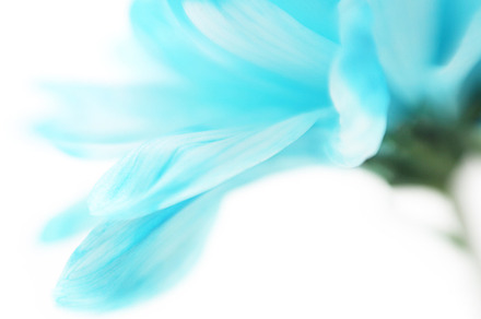 Soft focus flower background featuring bouquet, petal, and flower, a Nature Photo by Liliia Rudchenko