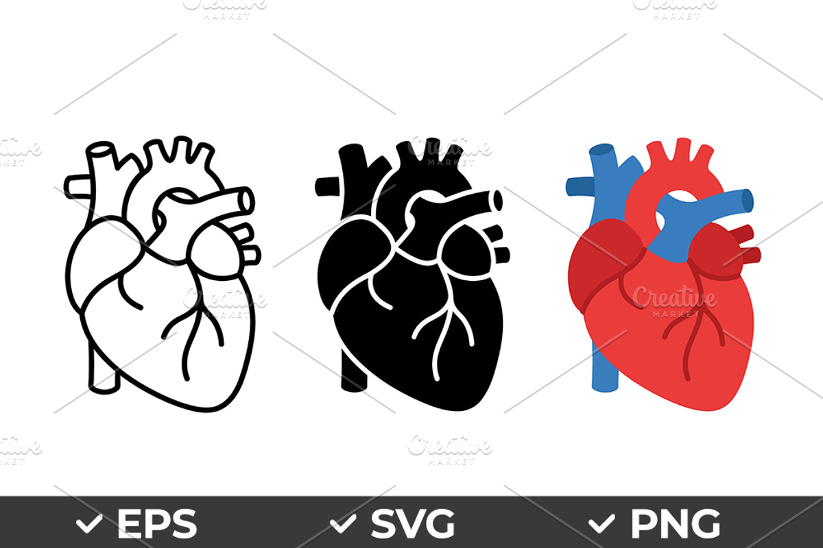 Anatomical Heart Vector Set, an Object Graphic by Artonix (Photo 1 of 3)
