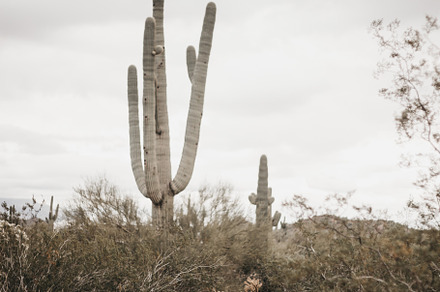 Desert cactus stock photo 014 featuring editorial, advertising, and blogger