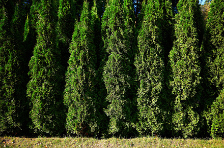 Row of thuja cupressus in autumn park landscape, a Nature Photo by RETROWAVE '88