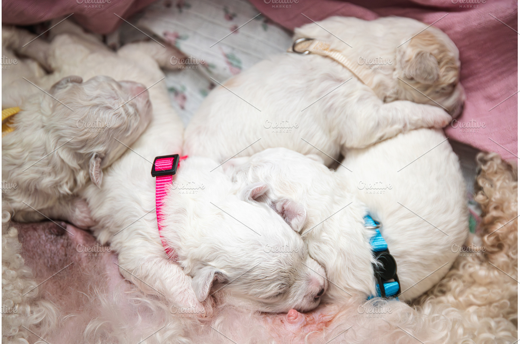 New born puppies of Bichon Frise dog, an Animal Photo by MadPhotos