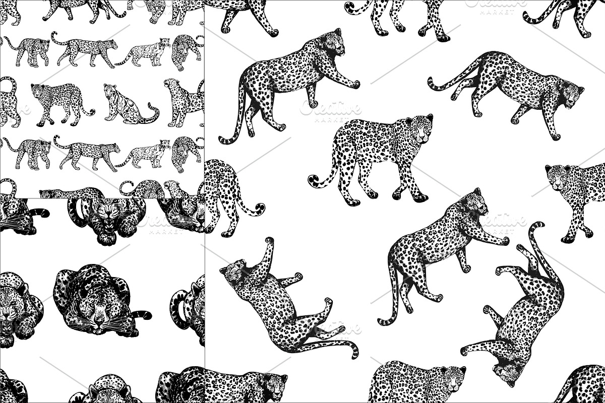 Leopards, an Animal Illustration by Ecaterina Sciuchina (Photo 5 of 5)