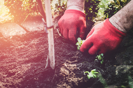 Work in the garden stock photo containing gardening and garden