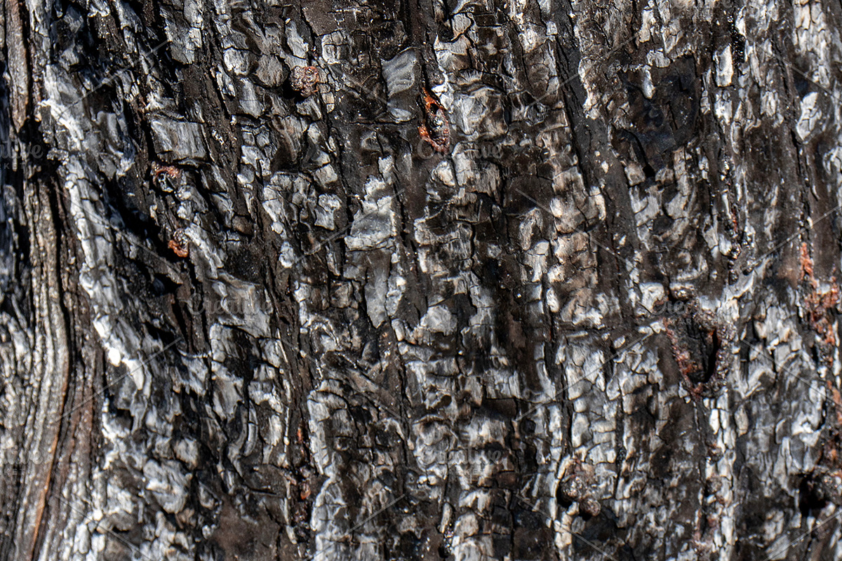 A close-up image of a texture tree, a Background Photo by Schreibikus (Photo 2 of 10)