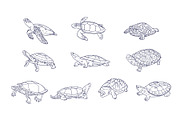 Turtle Breeds Hand Drawn, an Animal Illustration by SLAB! Design (Thumbnail 2 of 3)
