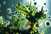 52 Fictional Microscopic Organisms, an Abstract Photo by h.utomo (Thumbnail 18 of 52)