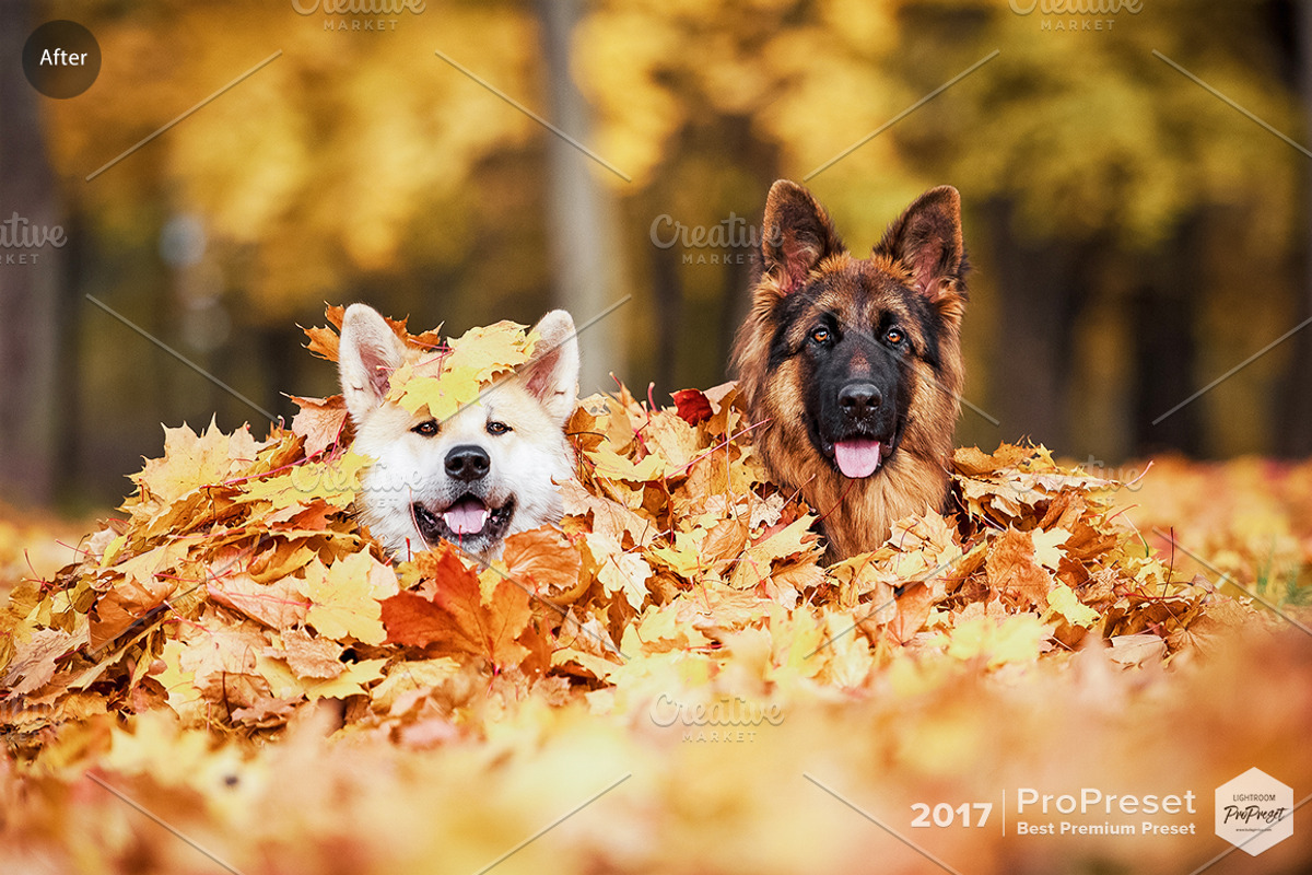 CHROME, a Preset Add-On by ProPreset (Photo 7 of 13)