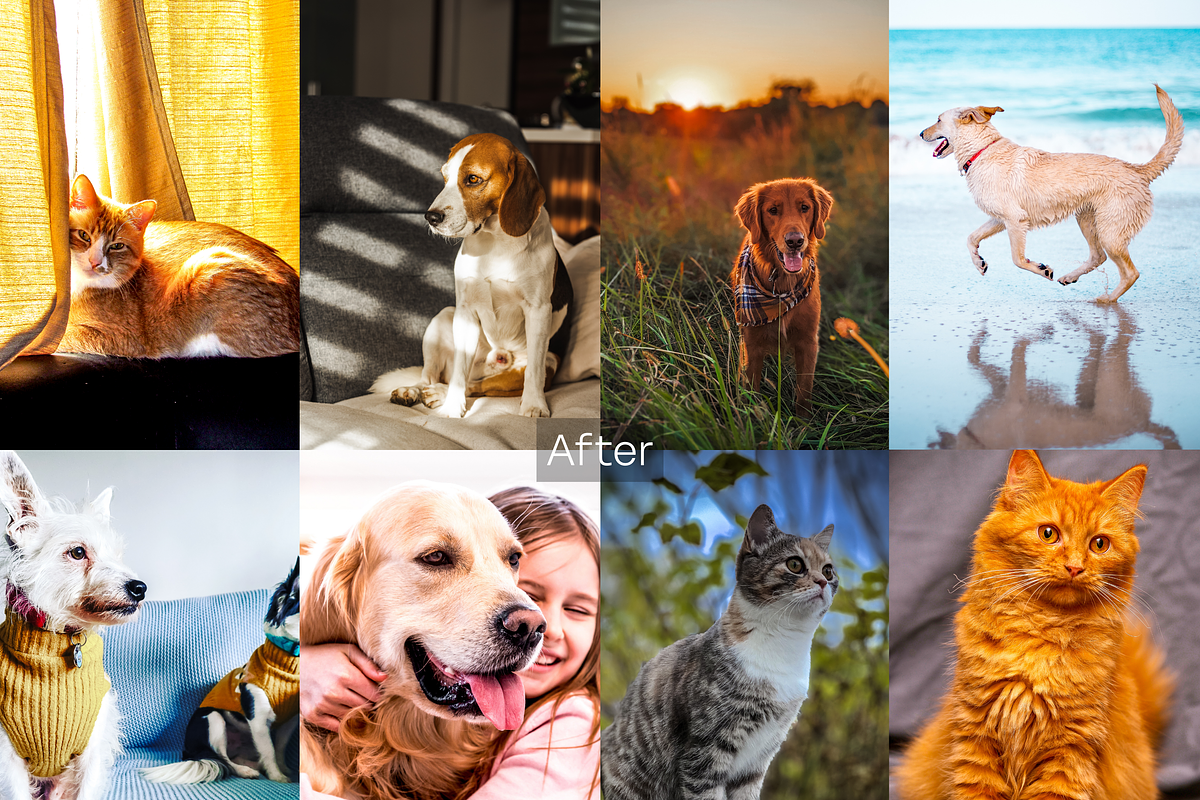 10 Pets Lightroom Presets for Mobile, a Preset Add-On by RamsaGraphi (Photo 3 of 10)