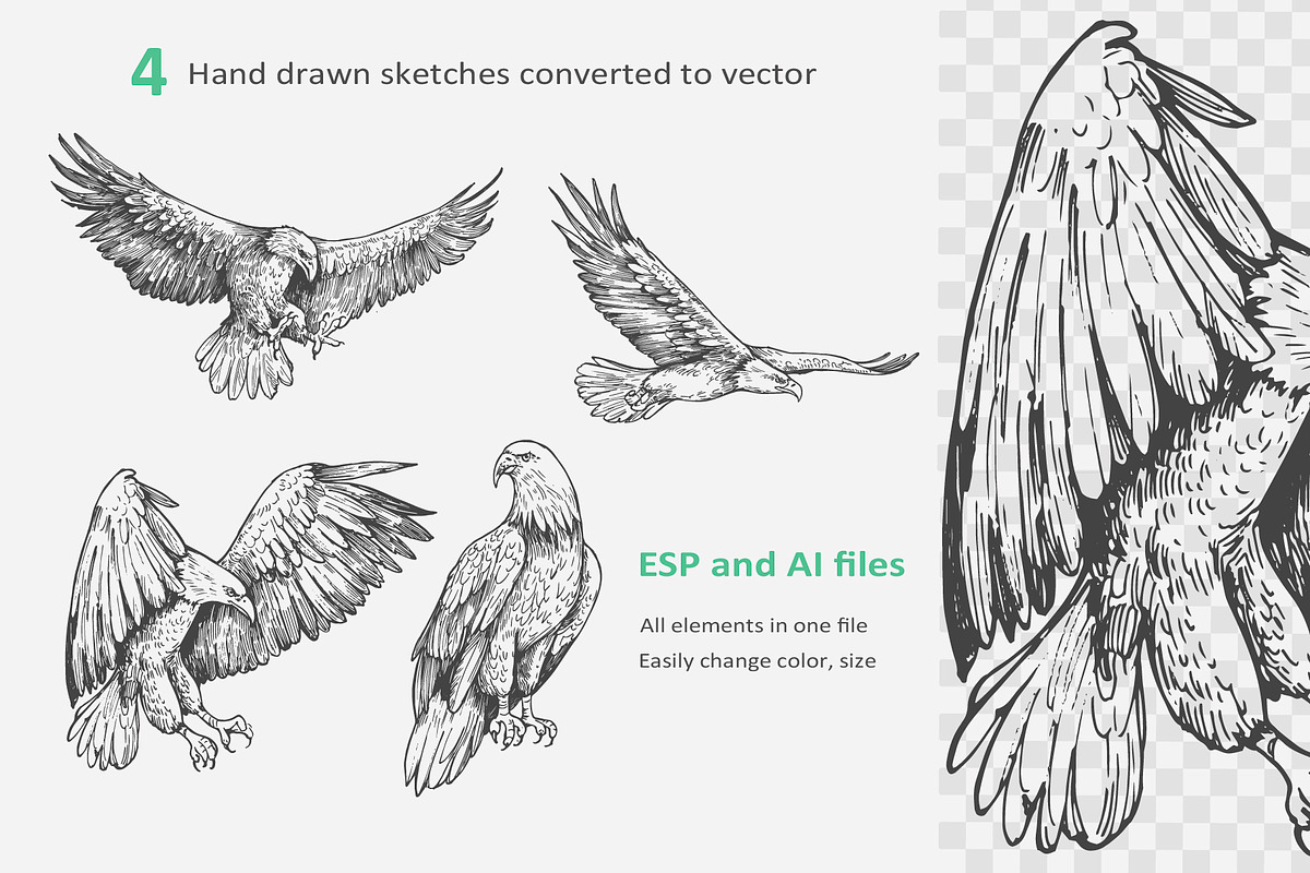 Eagle outline, an Object Illustration by Aksol (Photo 2 of 2)