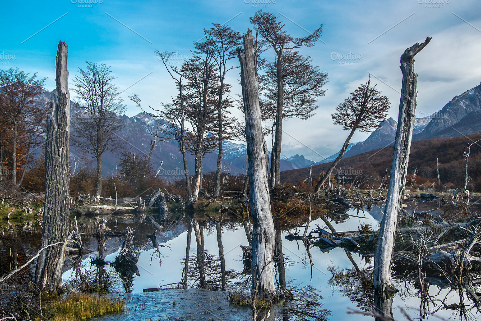Dry forest landscape, tierra del fuego, argentina, a Nature Photo by DanFLCreativo