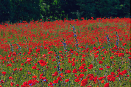 Red poppies meadow in Lithuania