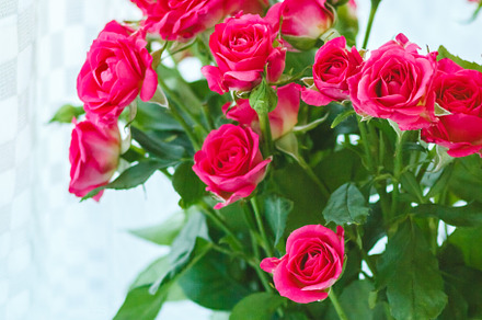 background of the many delicate little pink roses, a Nature Photo by TanaCh