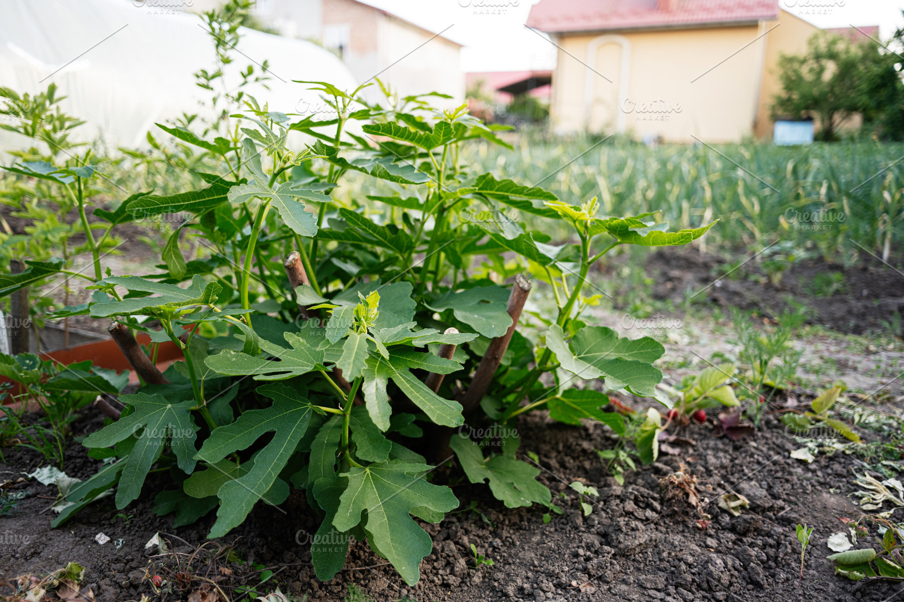 Green fig sapling growing in a home garden surrounded by fertile earth, a Photo by AS photostudio