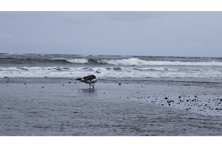 Beautiful view of seagull walking on, a Nature Photo by Media Whale Stock